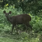Chitwan Jungle Safari