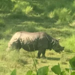 Chitwan Jungle Safari