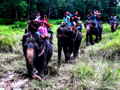 Elephat back safari in Chitwan national Park