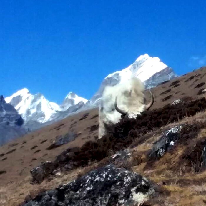 yak grazing in High Himalaya