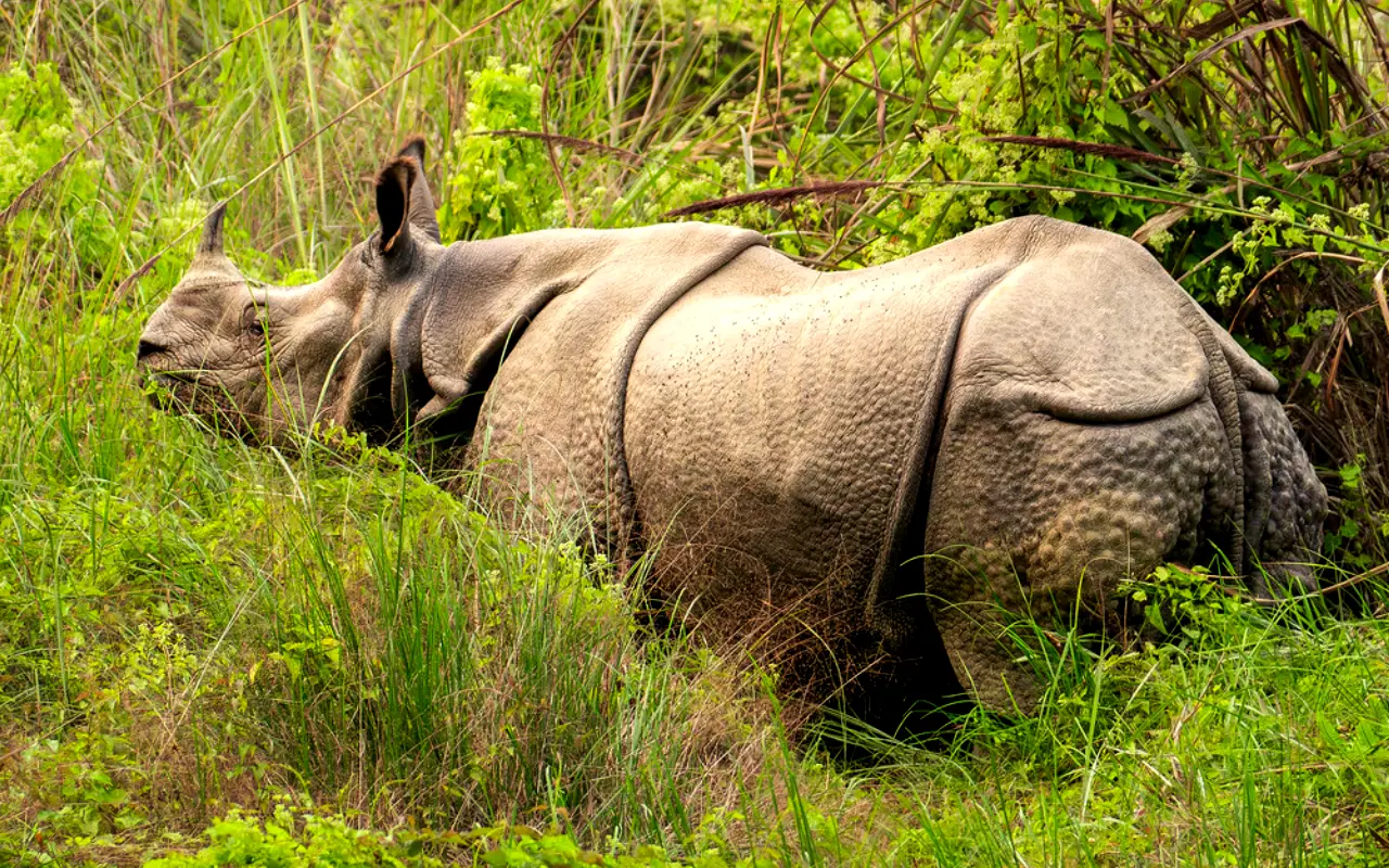 One-Horned Rhino in Chitwan National Park