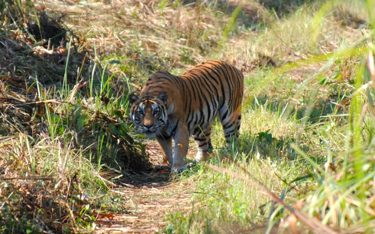 The magnificent Bengal tiger roams freely in Nepal’s Chitwan National Park.