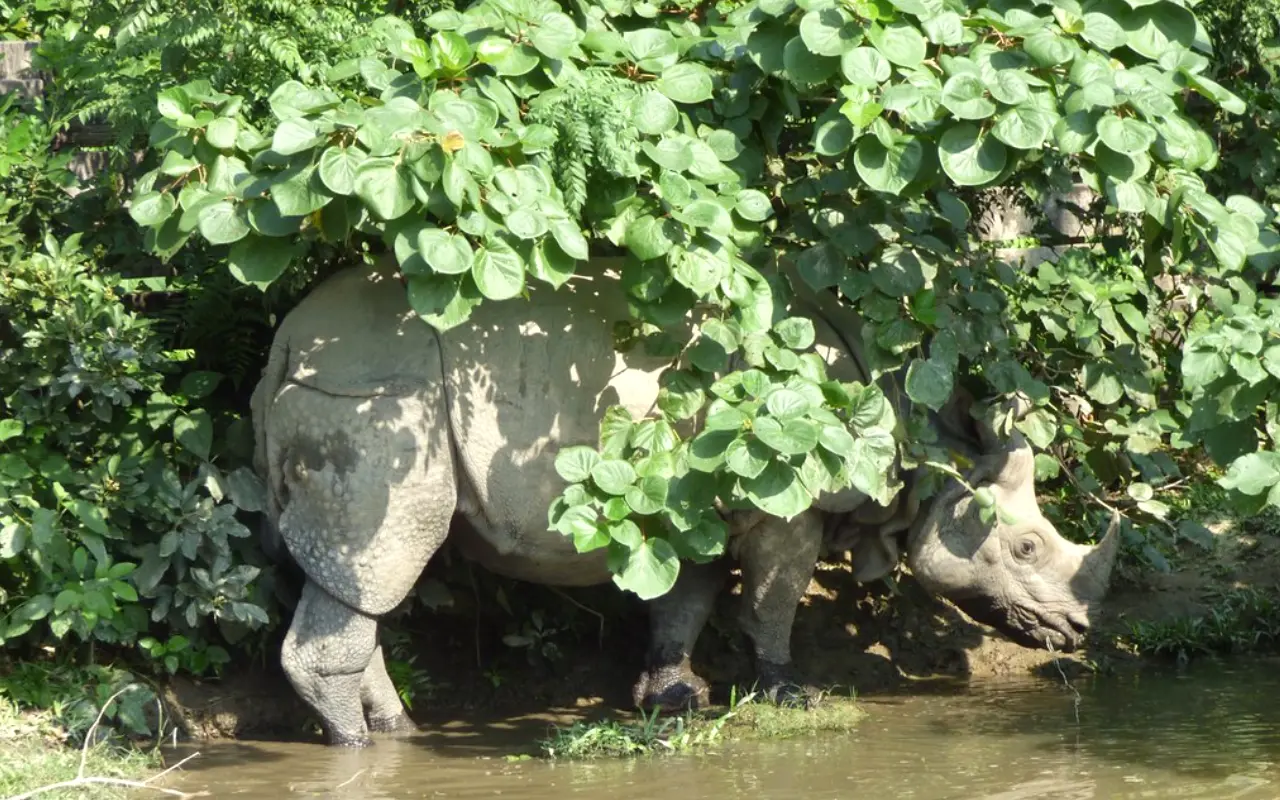One-Horned Rhino in Bardiya National Park