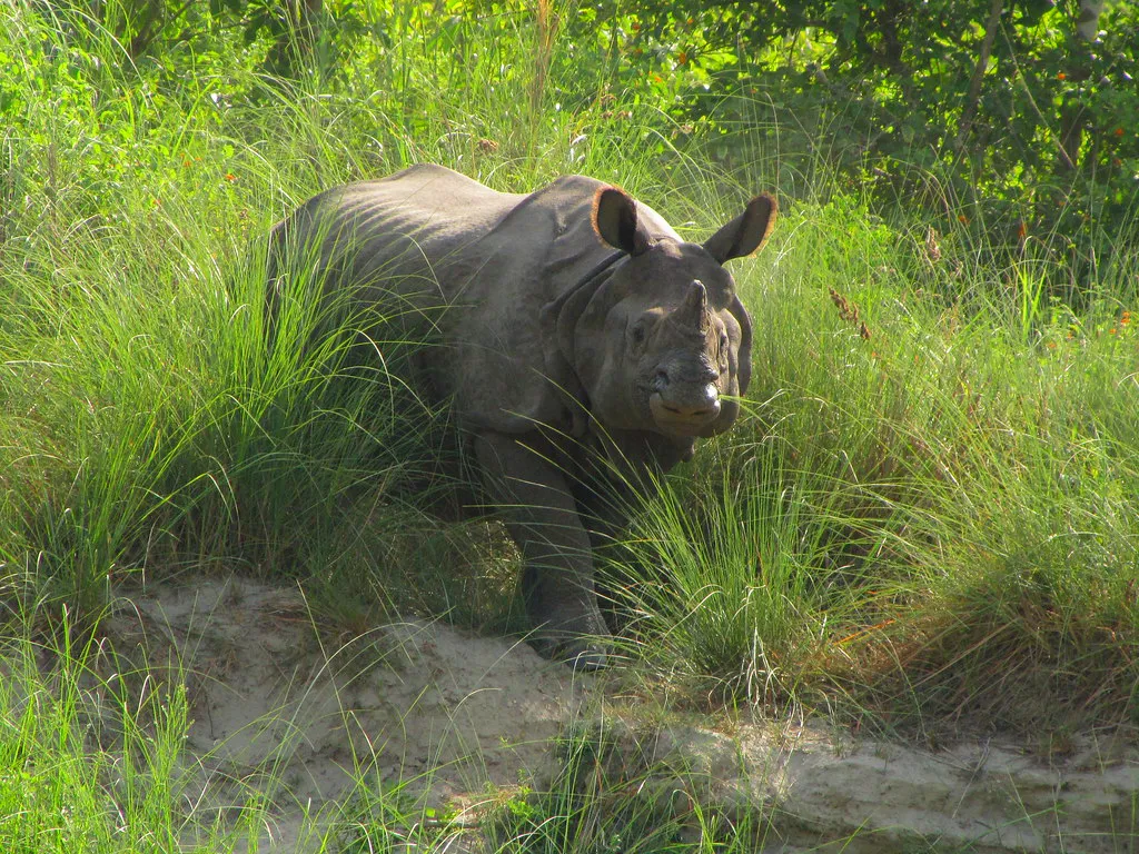 Rhino Bardia National Park