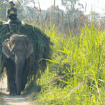 Chitwan jungle Safari