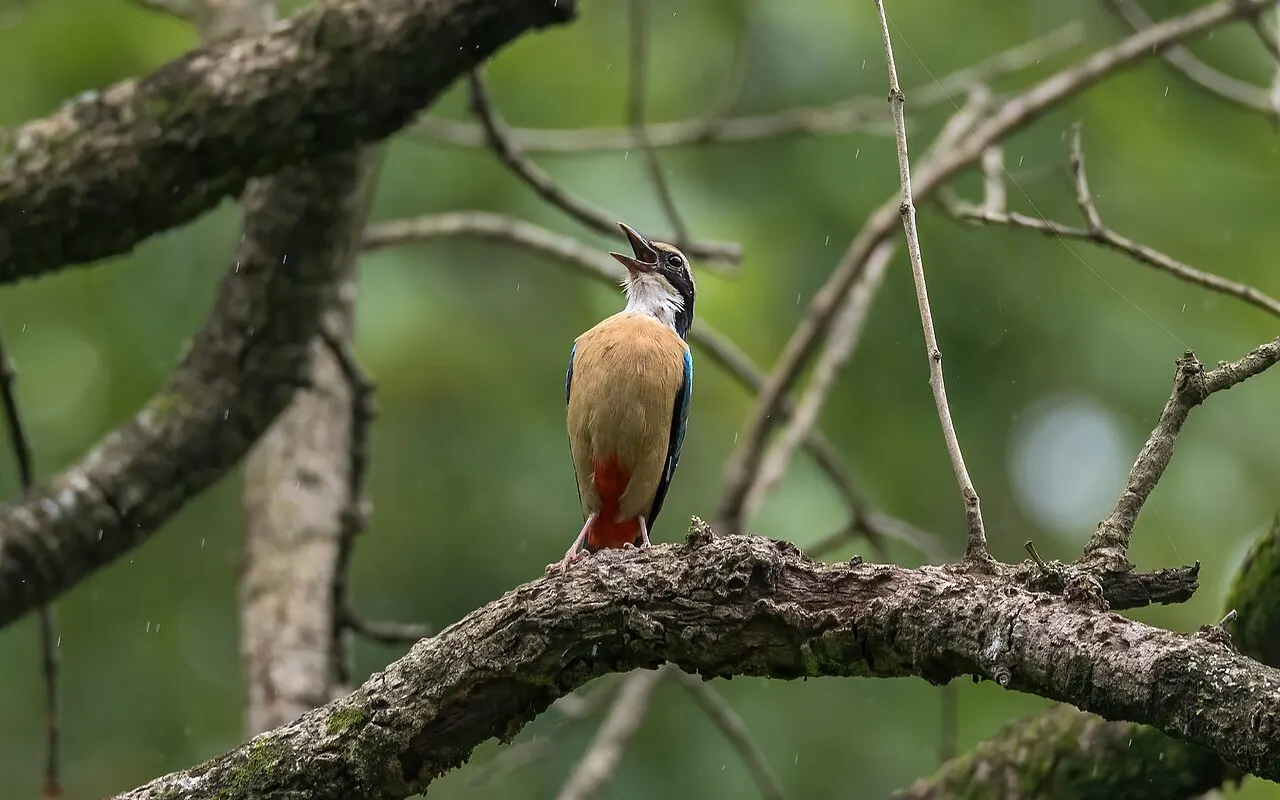 Parque Nacional de Parsa