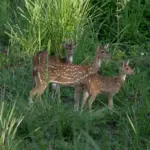 Chitwan National Park