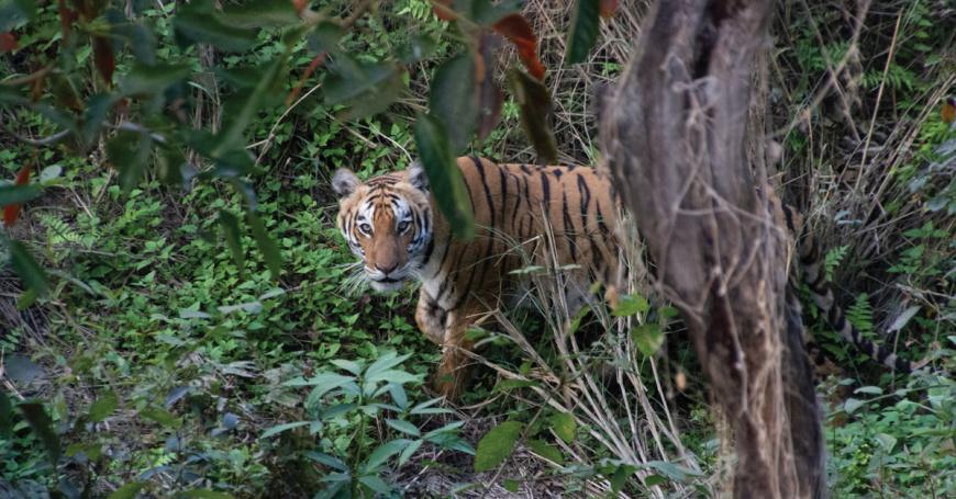 Experience the Wildlife Adventure of Nepal