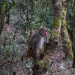 Jamacho Forest Trail