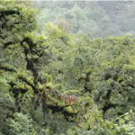 Phulchoki Day Hike