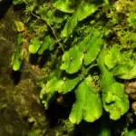 Phulchoki Hill Trek