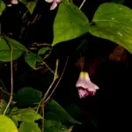 Phulchoki Nature Walk