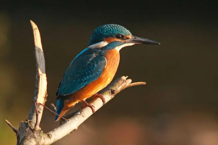 Morning Birdwatching and Drive to Pokhara